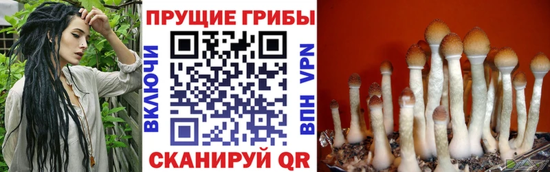 Галлюциногенные грибы Psilocybe  закладки  Инта 